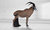 Roan Antelope (with replaceable core)