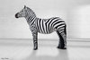 Zebra (mit auswechselbarem Kern)