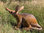 Aardvark (with replaceable core)