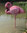 Flamingo schlafend