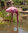 Flamingo fressend
