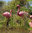 Flamingo stehend