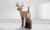 White-tailed deer (with replaceable core)