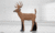 White-tailed deer (with replaceable core)