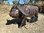 Cape buffalo (with replaceable core)